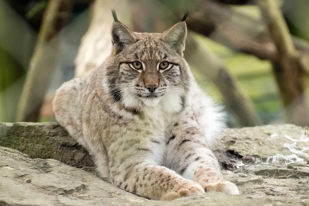 Découvrez la diversité de la faune sauvage